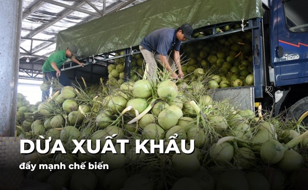 Đẩy mạnh chế biến dừa xuất khẩu