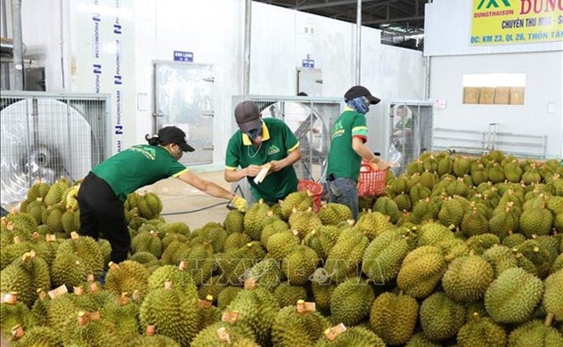 Vietnam’s 2023 durian exports to reach $1.6 billion