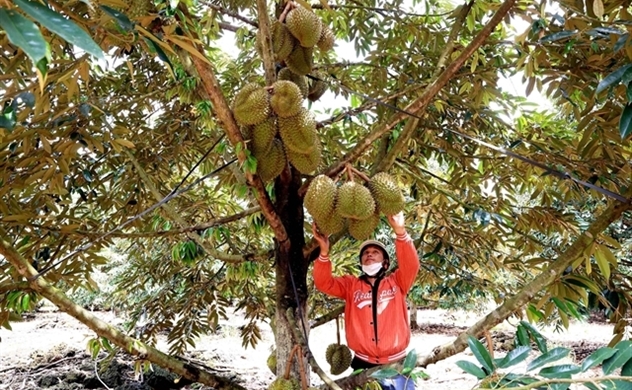 Vietnam needs sustainable development in durian production, consumption