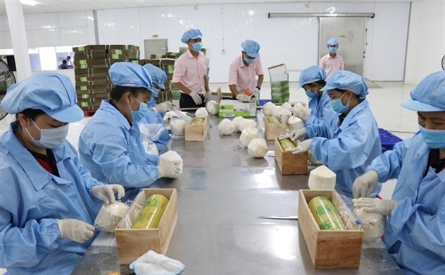 Vietnam sees many opportunities in coconut exports