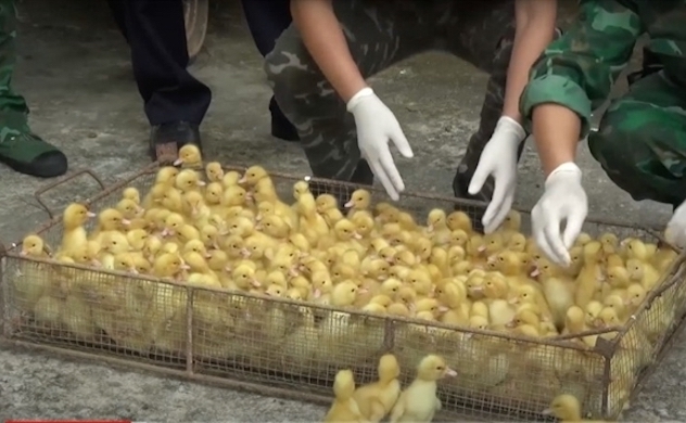 Livestock industry suffering due to poultry smuggling