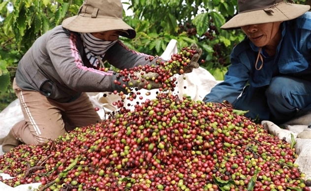 Vietnamese coffee producers urged to focus on quality for sustainable export