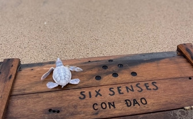 Blanche: Chú rùa biển bạch tạng chào đời tại Six Senses Côn Đảo