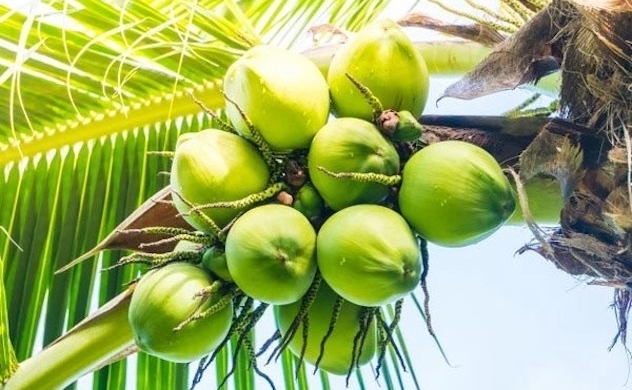 Vietnam’s coconut sector aims for export revenue of 1 billion USD