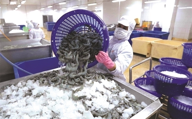 "King of shrimp" Minh Phu faces loss on fierce competition against Ecuadorean, Indian rivals