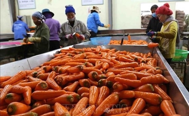 Vietnam's vegetable export to surpass $1 bln by 2030