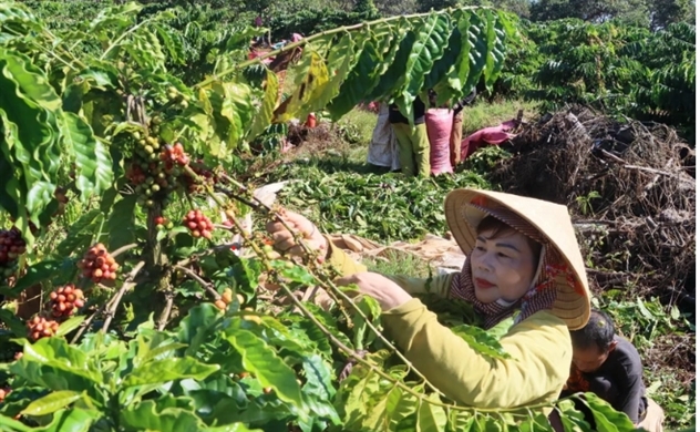 Producers advised to enhance coffee quality, competitiveness