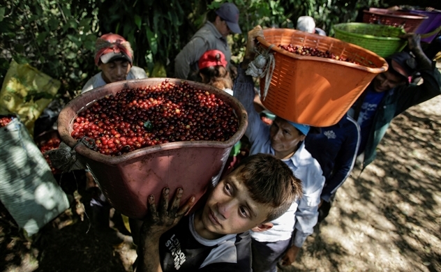 Việt Nam nằm trong Top xuất khẩu cà phê hàng đầu thế giới
