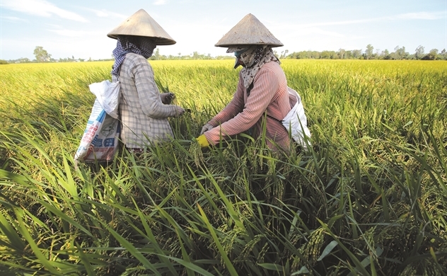 Năm 2023: Xuất khẩu gạo đạt kỷ lục gần 8,3 triệu tấn