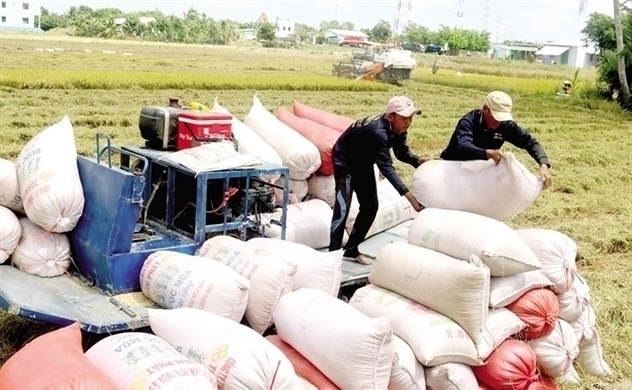 Rice exports continue to increase in 2024
