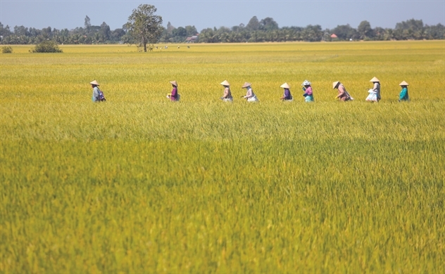 Xuất khẩu gạo tăng gần 50% trong 2 tháng đầu năm 2024