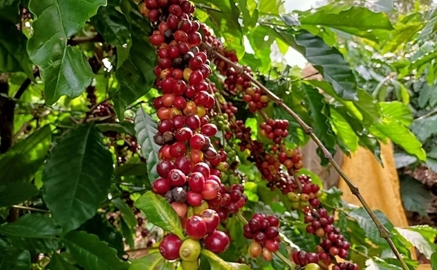 Giá cà phê trong nước tiến sát mốc 100.000 đồng/kg