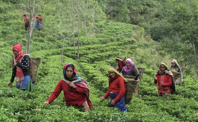 Trung Quốc lao vào cuộc chiến sản xuất trà ở dãy Himalaya