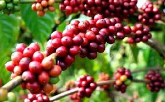 Giá cà phê trong nước tiến sát mốc 110.000 đồng