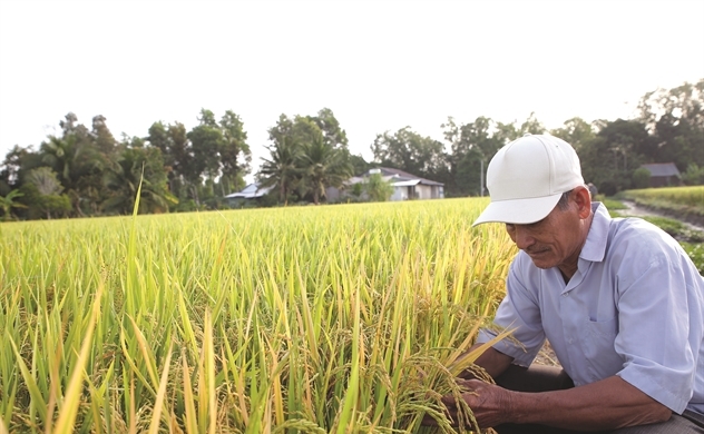 Thế khó của gạo Việt