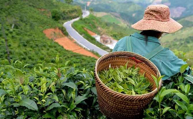 Công nghệ thủ công kết hợp máy móc hiện đại: Hành trình từ nông trại đến ly trà