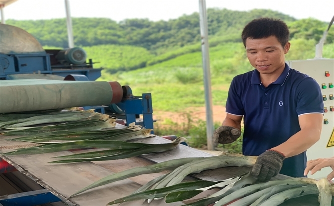 Bảo Lân Textile, Ecofa Việt Nam sản xuất thành công tơ, sợi, vải từ xơ lá dứa