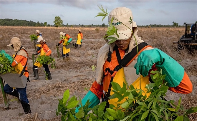 Brazil và tiềm năng khổng lồ từ thị trường tín chỉ carbon