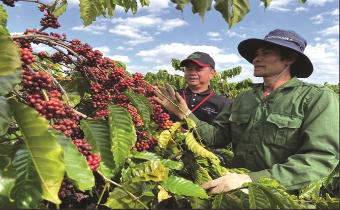 Robusta thành bại tại El Niño