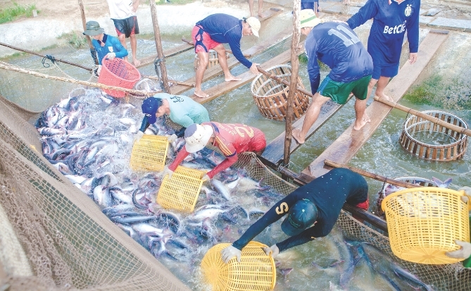 Agifish mắc cạn lãi vay