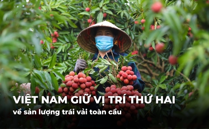 Việt Nam giữ vị trí thứ hai về sản lượng trái vải toàn cầu