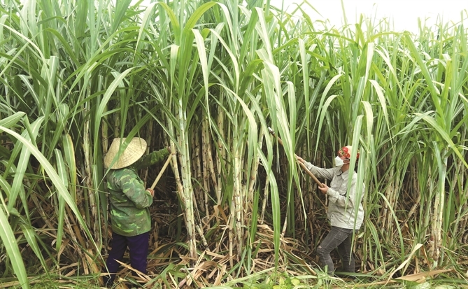Mía tìm đường Net Zero