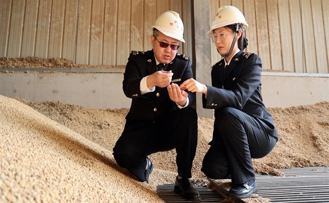 Đậu tương Mỹ mất chỗ đứng tại thị trường Trung Quốc