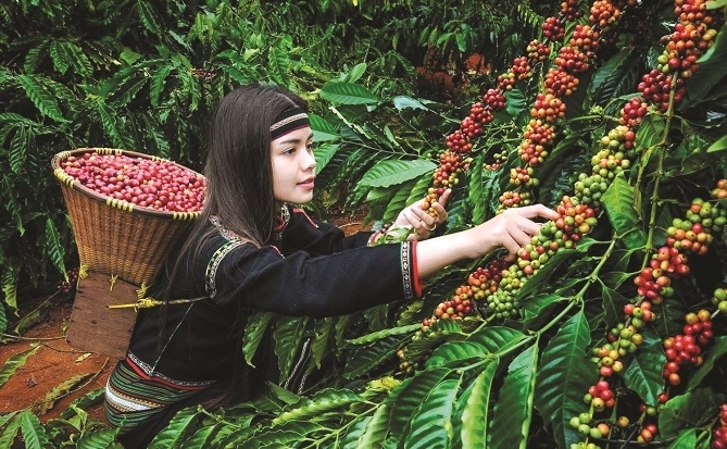 Ngã ba đường của Robusta