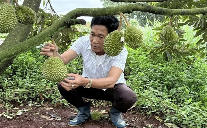 Để xuất khẩu sầu riêng tăng trưởng bền vững