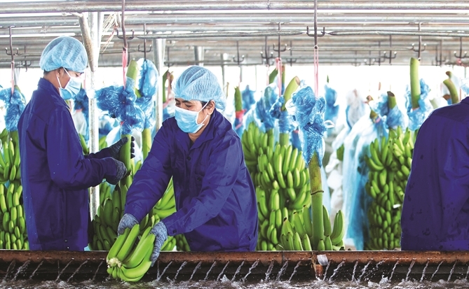 HAGL Agrico gồng nợ