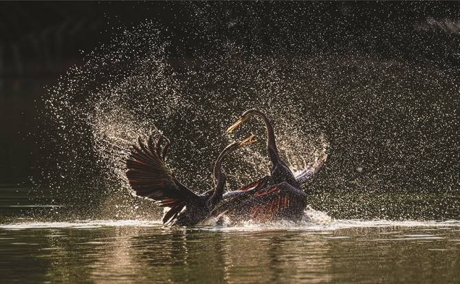 Những cánh chim tự do