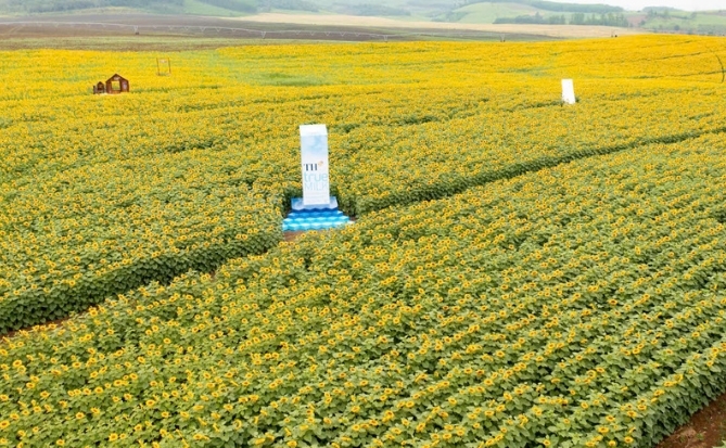 Cánh đồng hướng dương của TH true MILK: Mở đầu quy trình khép kín “từ đồng cỏ xanh đến ly sữa sạch”