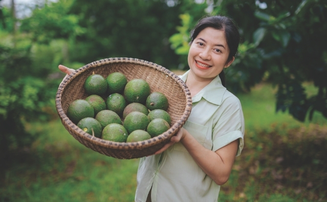 Chuyện quả bơ Tây Nguyên