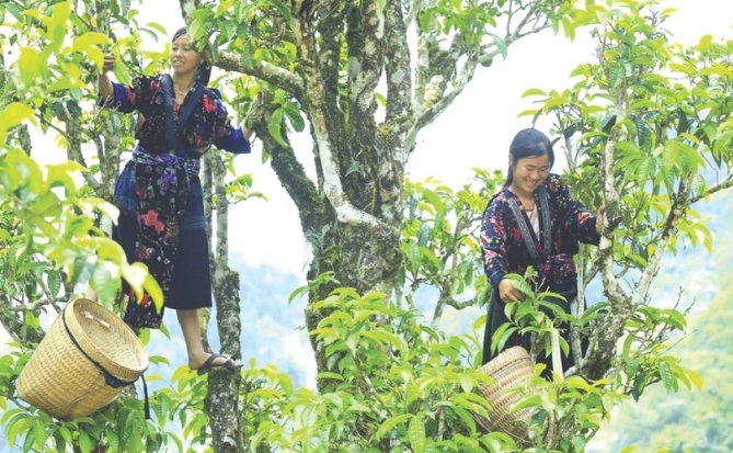 Mỏ “vàng xanh” trà Shan Tuyết