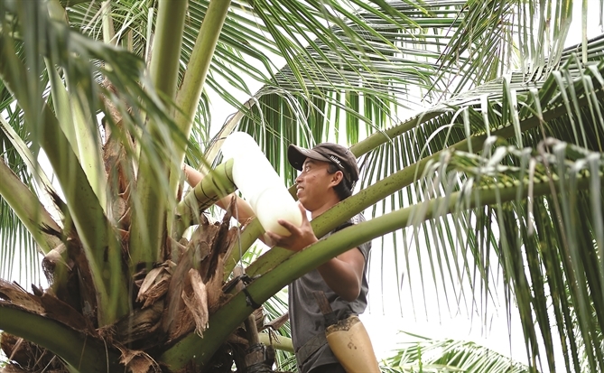 Cú cược của Sokfarm