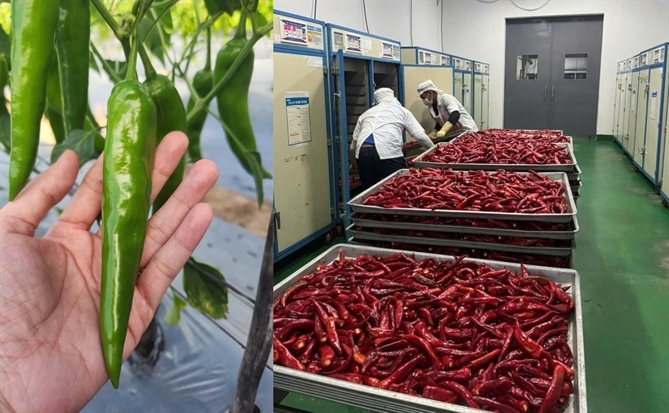 CJ và KOICA tiếp tục đồng hành cùng vùng nguyên liệu ớt Ninh Thuận